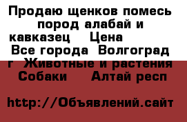 Продаю щенков помесь пород алабай и кавказец. › Цена ­ 1 500 - Все города, Волгоград г. Животные и растения » Собаки   . Алтай респ.